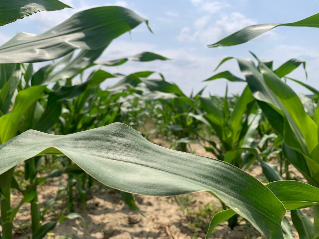 whatsapp image 2025 06 13 at 13.23.27